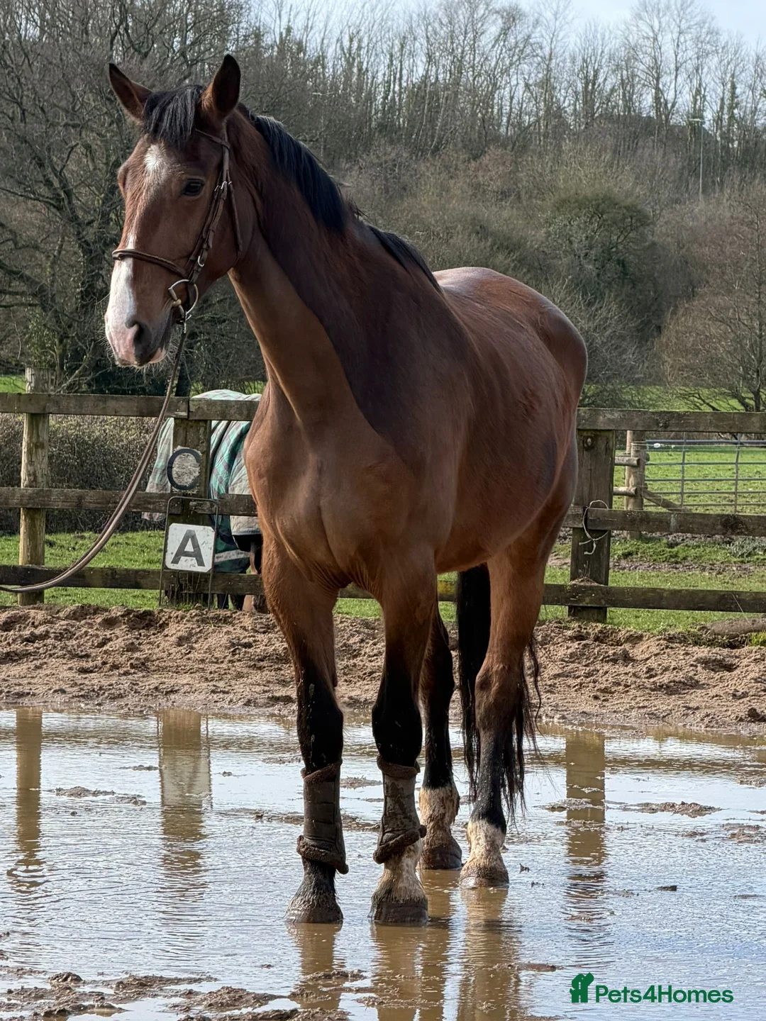 Danish Warmblood horses for sale: Mali - Summer Project Gelding  - Advert 1