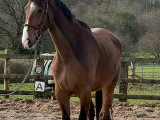 Danish Warmblood horses Mali - Summer Project Gelding - Advert 5