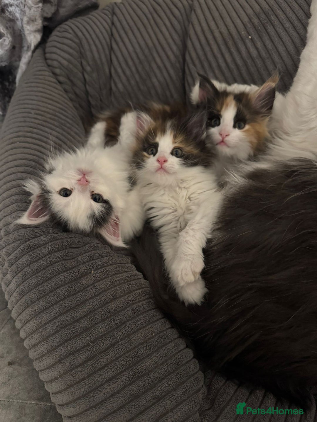 Maine Coon cats for sale: Adorable Maine coon kittens - Advert 7