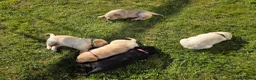 Labrador Retriever dogs for sale: 4 beautiful Labrador boys for family/work buddy in Aberaeron - Advert 16