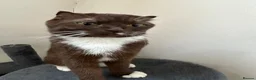 Scottish Fold cats for sale: Scottish fold brown and white cat  - Advert 1
