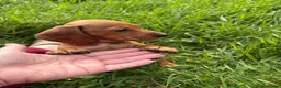 Miniature Dachshund dogs for sale: Miniature dachshund - Advert 6