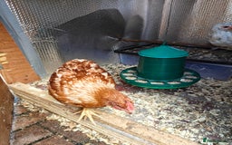 Chickens poultry for sale: Chickens for sale 10 weeks old - Image 3