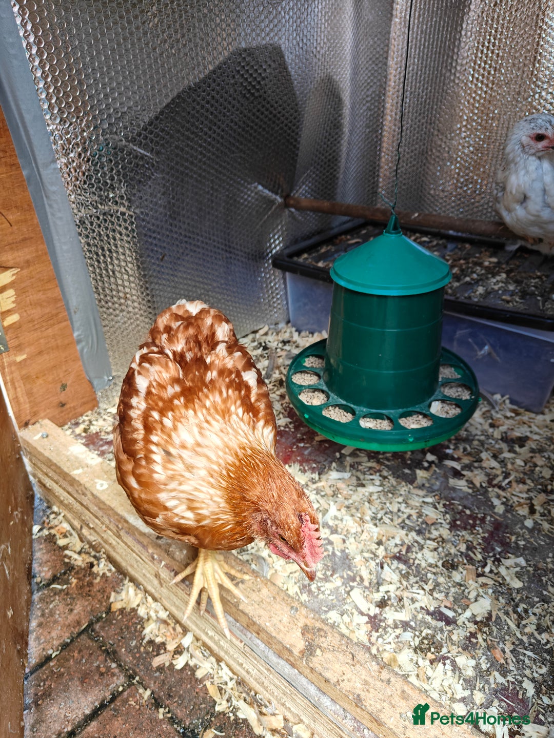 Chickens poultry for sale: Chickens for sale 10 weeks old - Image 3