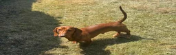 Miniature Dachshund dogs for sale: Ron is Needing a Home  - Advert 2