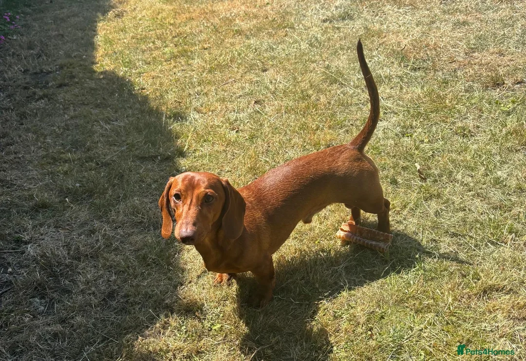 Miniature Dachshund dogs for sale: Ron is Needing a Home  - Advert 2