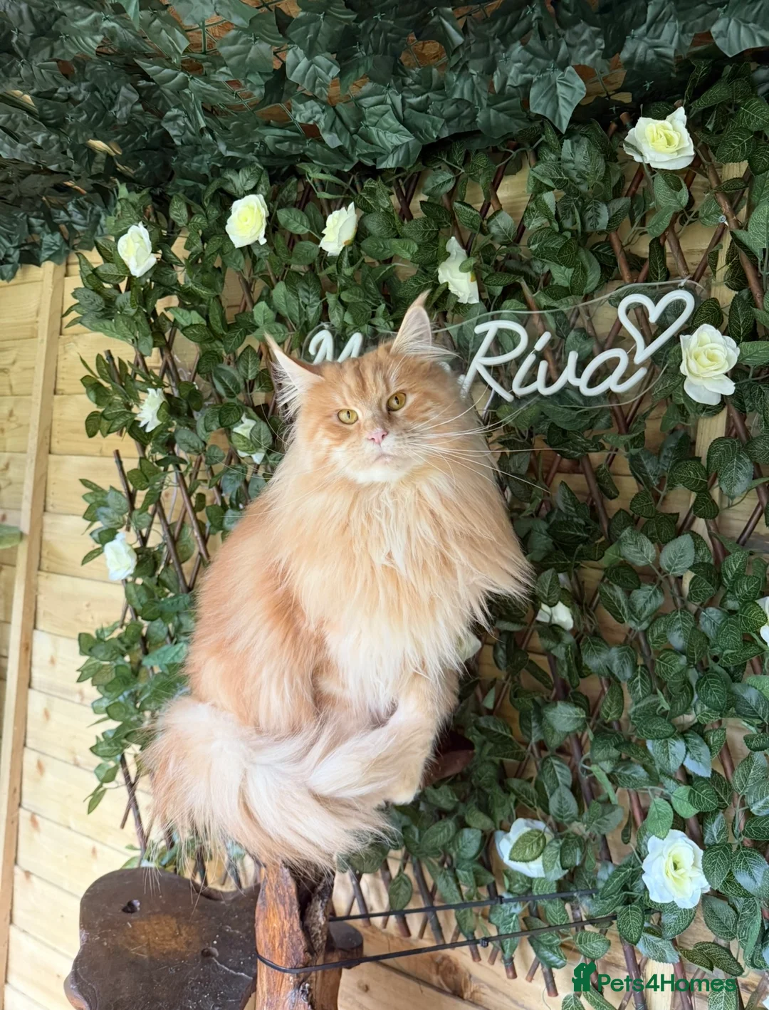 Maine Coon cats for sale: Beautiful Maine coon active girl  - Advert 4