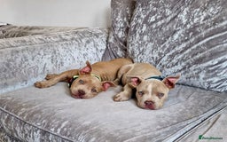 American Bully dogs for sale: POCKET BULLY PUPPIES  - Image 1