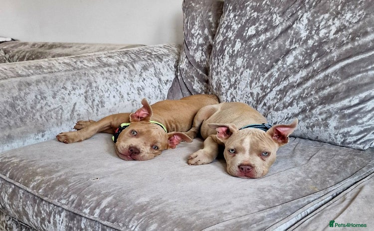 American Bully dogs - Advert 17