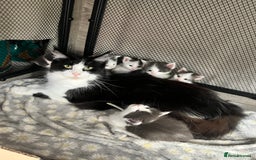 Maine Coon cats for sale: LAST GORGEOUS GIRL - Image 11