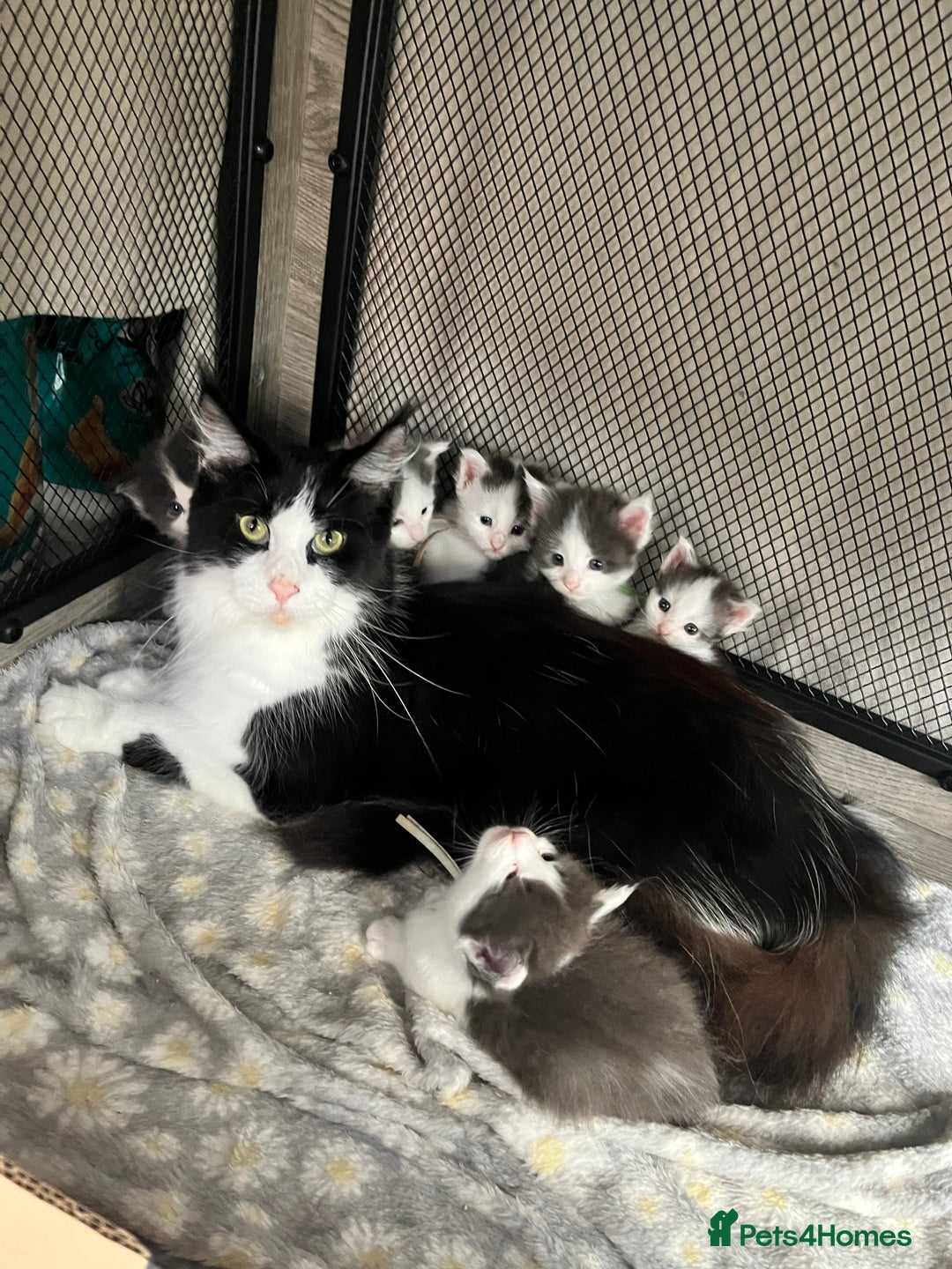 Maine Coon cats for sale: LAST GORGEOUS GIRL - Image 11