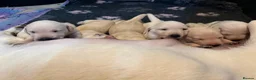 Labrador Retriever dogs for sale: Gorgeous Labrador puppies - Advert 18