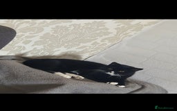 British Shorthair cats for sale: Kitten for Sale  - Advert 3