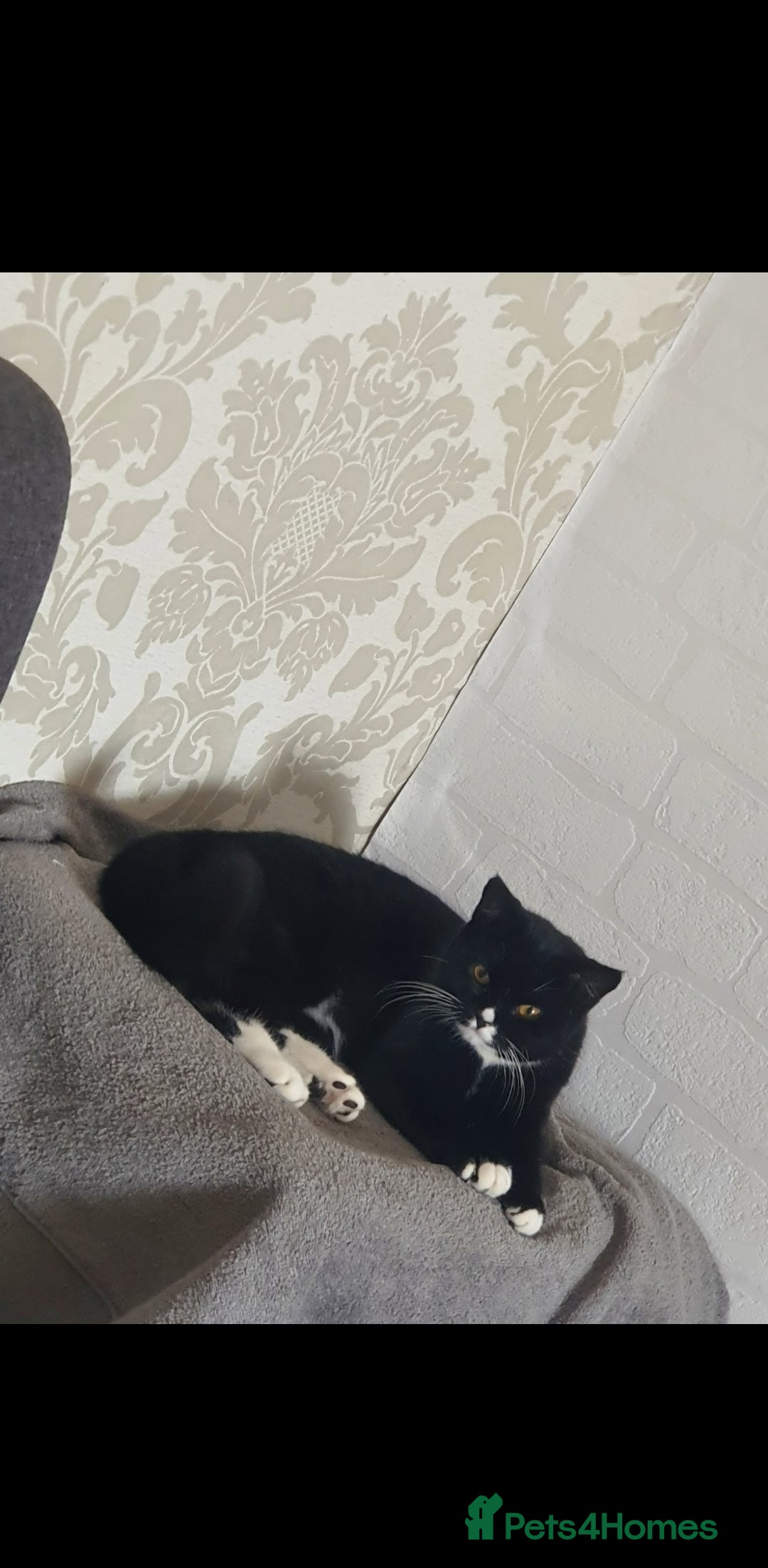 British Shorthair cats for sale: Kitten for Sale  - Advert 3