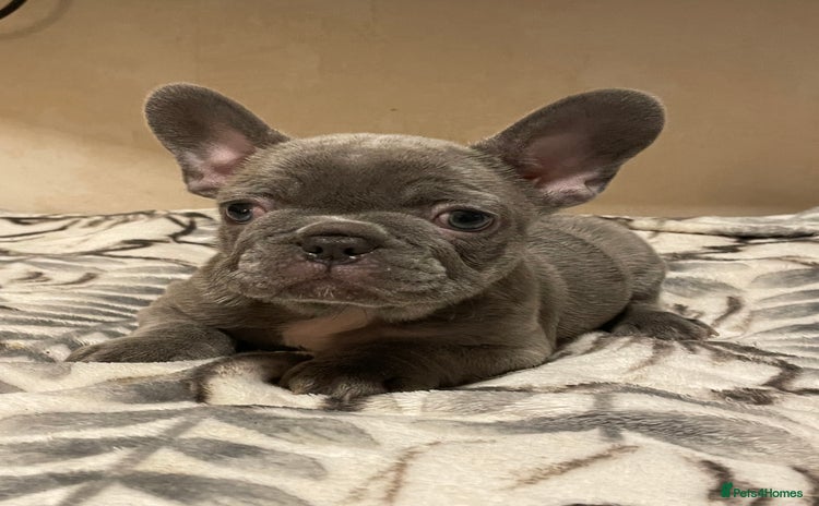 French Bulldog dogs - Advert 10