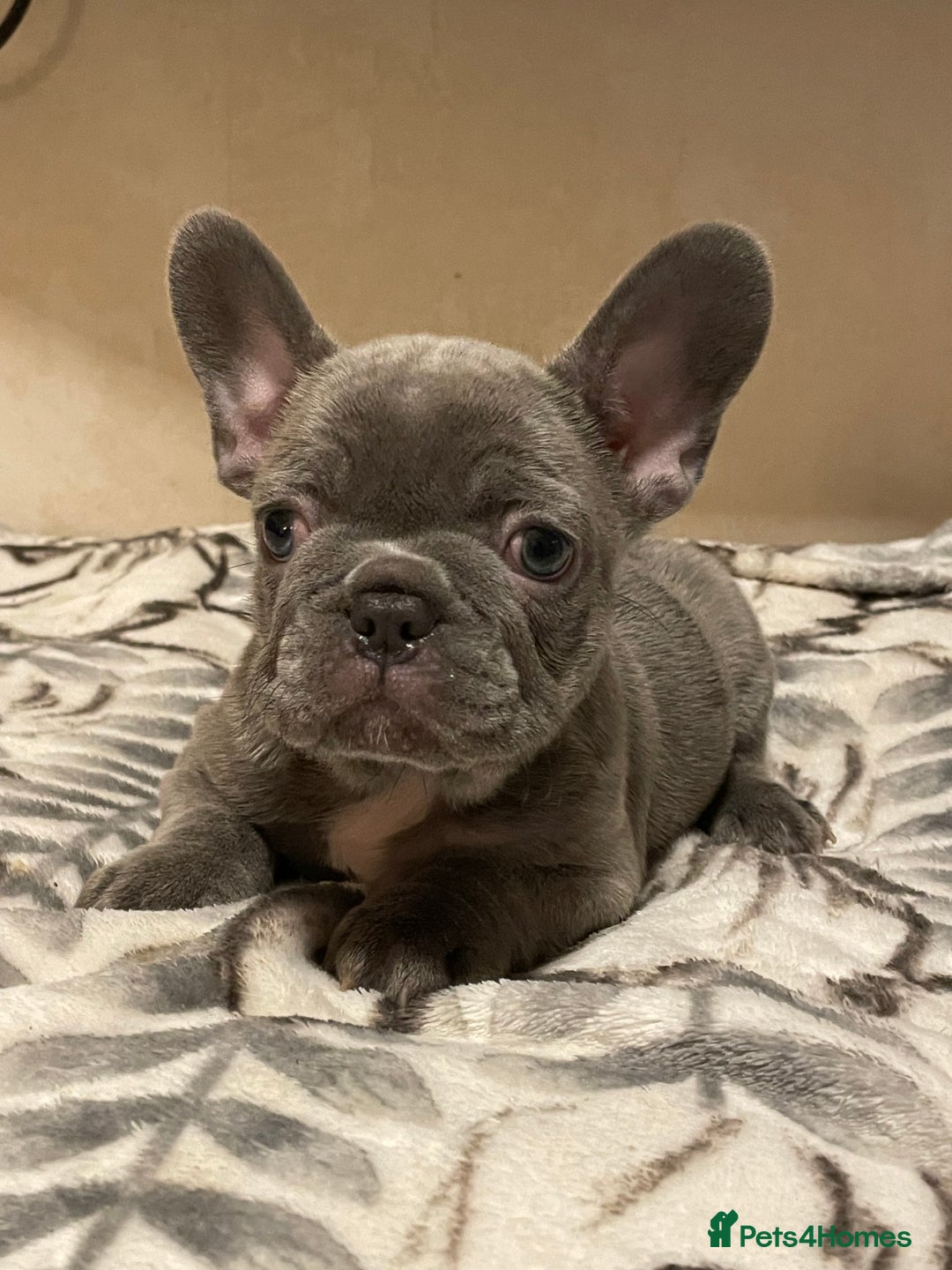 French Bulldog dogs for sale: French bulldog puppy’s  - Image 1