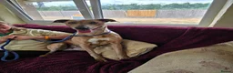 Mixed Breed dogs for adoption: Beautiful Sadie  - Advert 2