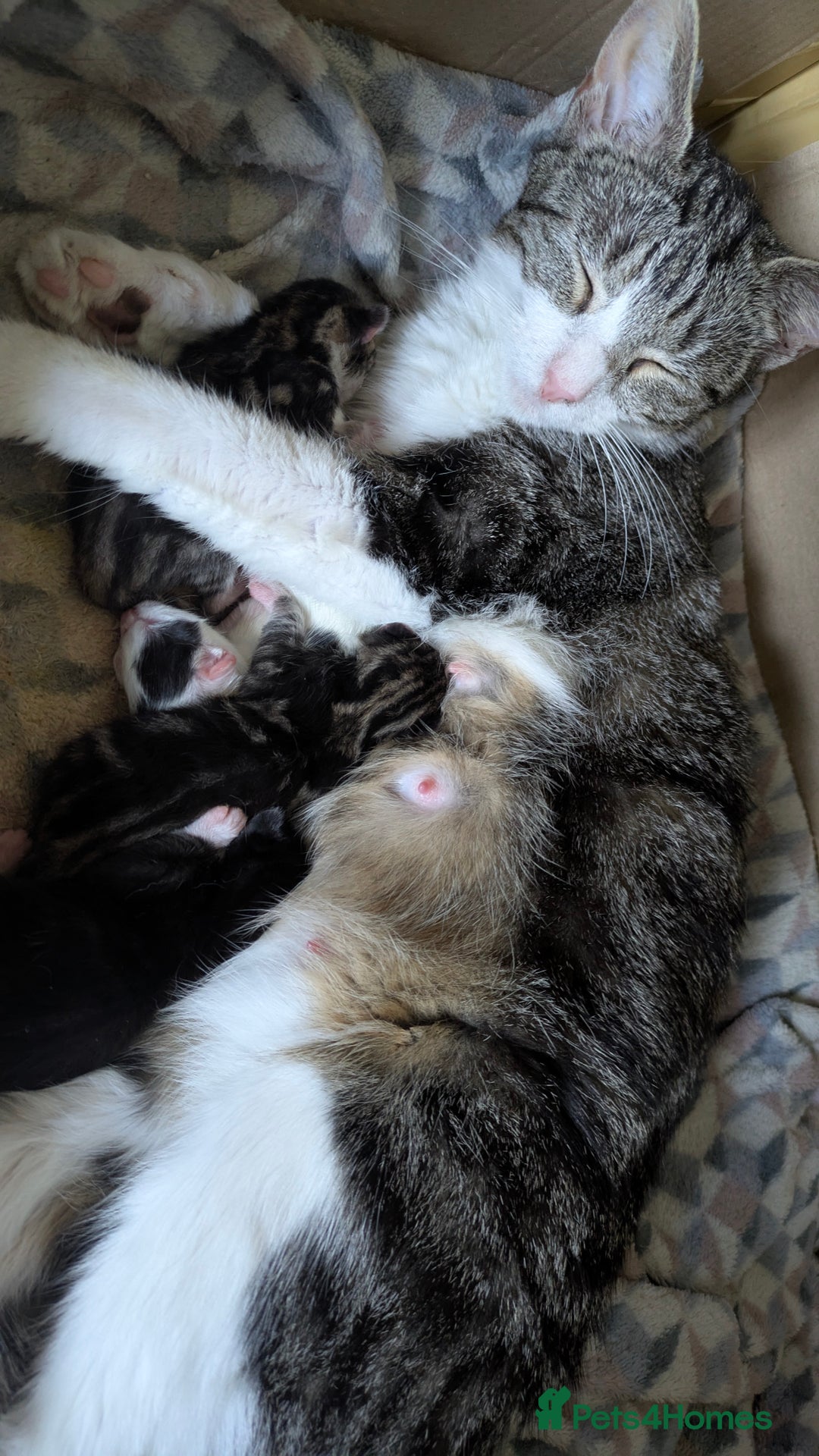 Mixed Breed cats for sale: 2 Female Kittens - Image 3