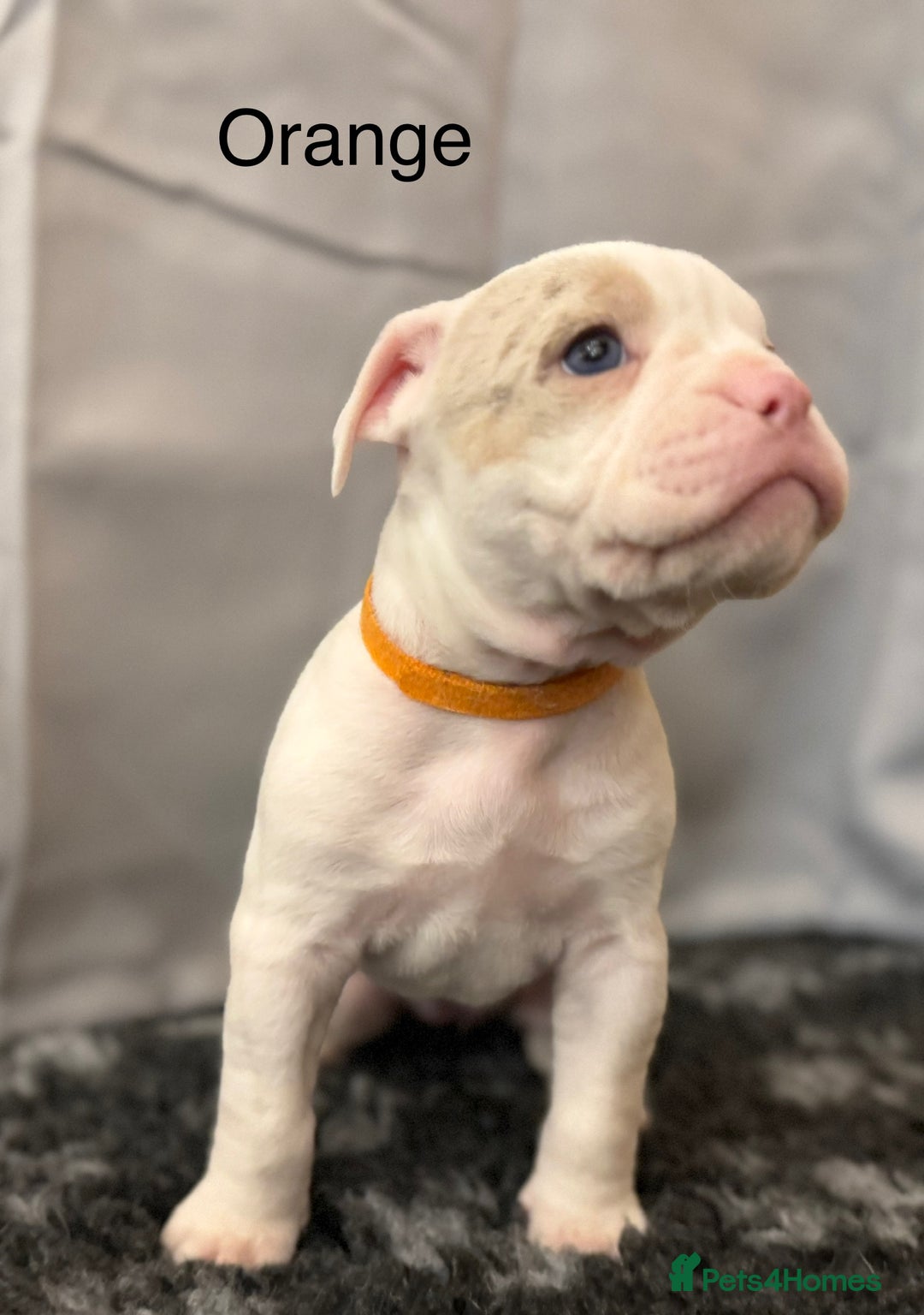 Olde English Bulldogge dogs for sale: 9 Olde English Bulldogge NEBBR registered puppies - Advert 17