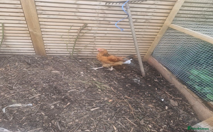 Chickens poultry - Advert 3