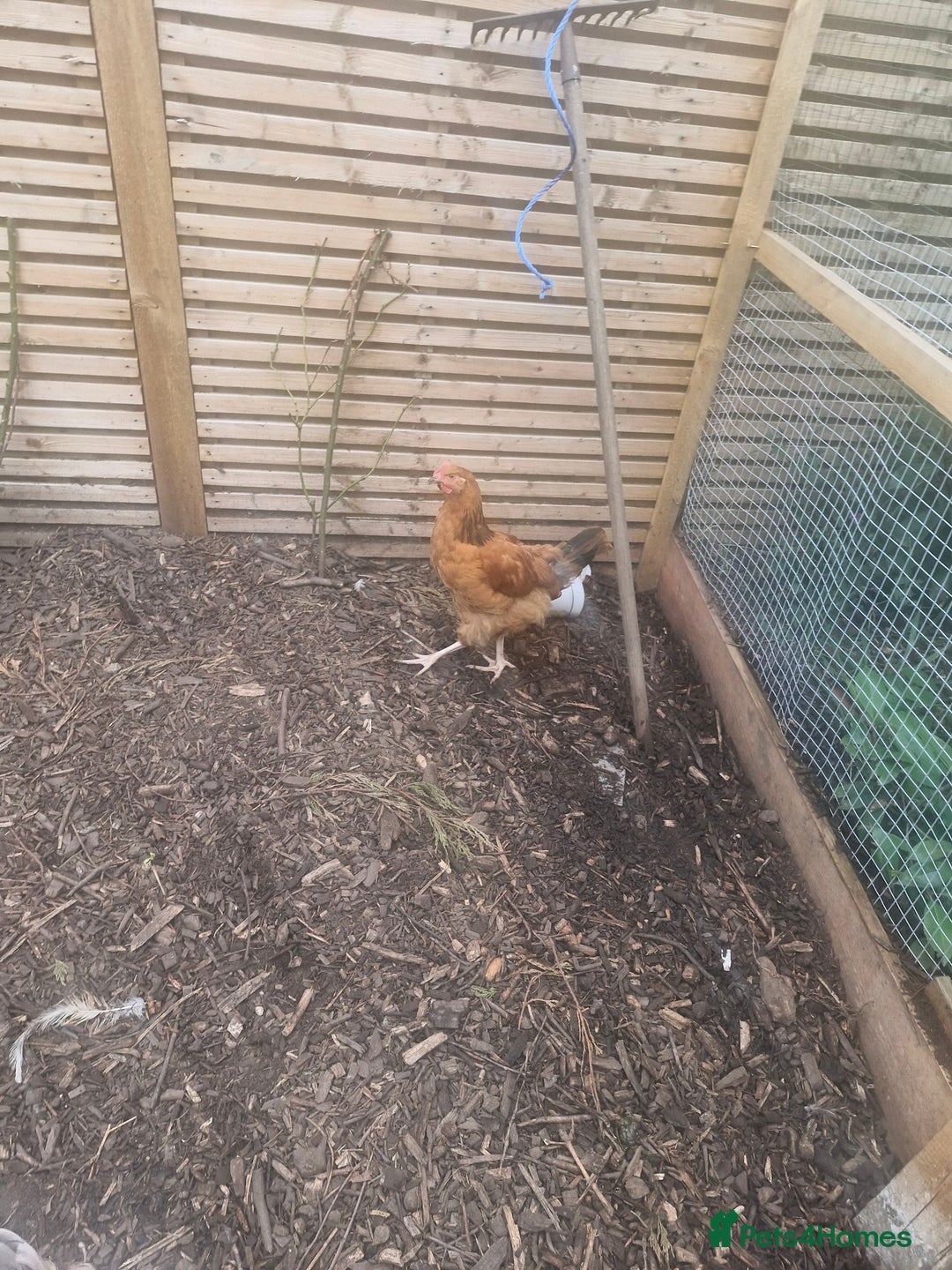 Chickens poultry for sale: Orpington Cockerells - Image 1