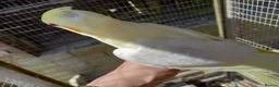Cockatiels birds for sale: Baby  Cockatiels for sale  - Advert 5