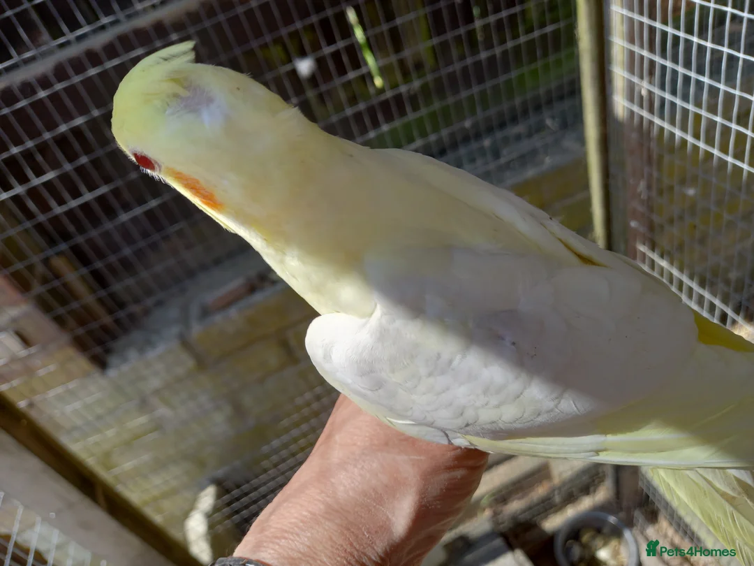 Cockatiels birds for sale: Baby  Cockatiels for sale  - Advert 5