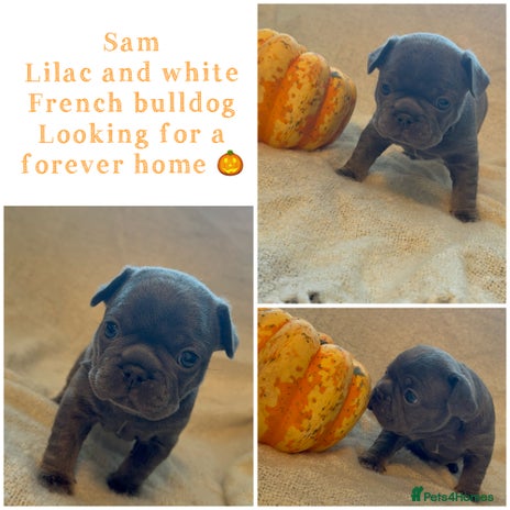 French Bulldog dogs - Advert 4