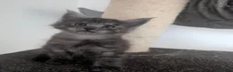 Maine Coon cats for sale: Maincoons wihtout papers  in Leamington Spa - Advert 7