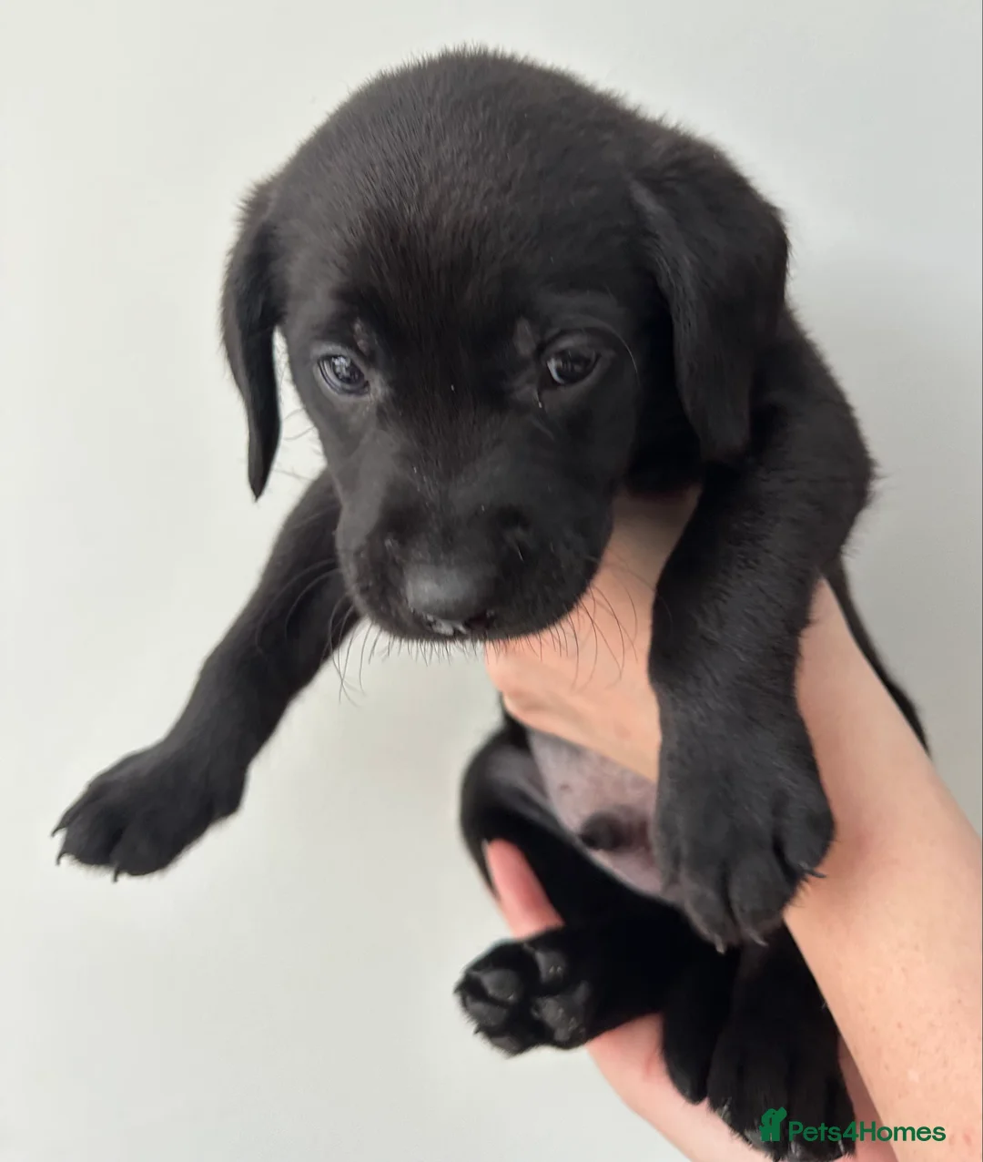 Labrador Retriever dogs for sale: Last 2 stunning kc reg black labradors - Advert 35