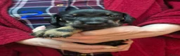 Miniature Dachshund dogs for sale: 2 Male Miniature Dachshund Puppies - Advert 3