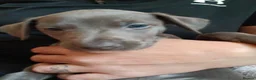 Mixed Breed dogs for sale: Whiggys whippet cross italian greyhound - Advert 6