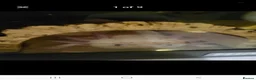 Axolotl reptiles for sale: Male Axolotls  in Manchester - Advert 3