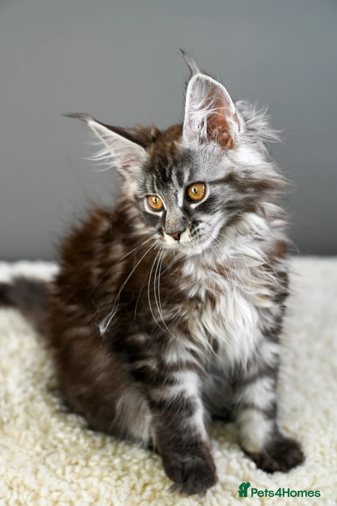 Maine Coon cats for sale: 🧬 STUNNING KITTENS - TICA REGISTERED 🎖️ - Advert 30