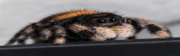 Spiders invertebrates for sale: Phiddipus Regius Jumping Spiders - Advert 2