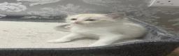 Ragdoll cats for sale: Stunning Ragdoll kittens - Advert 26