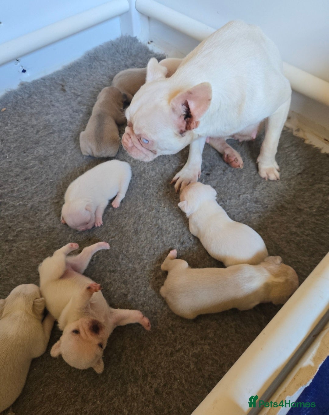 French Bulldog dogs for sale: French bulldog pups pink/fluffy READY NOW - Advert 6