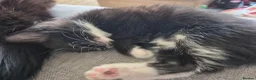 Mixed Breed cats for sale: Kittens - Advert 2