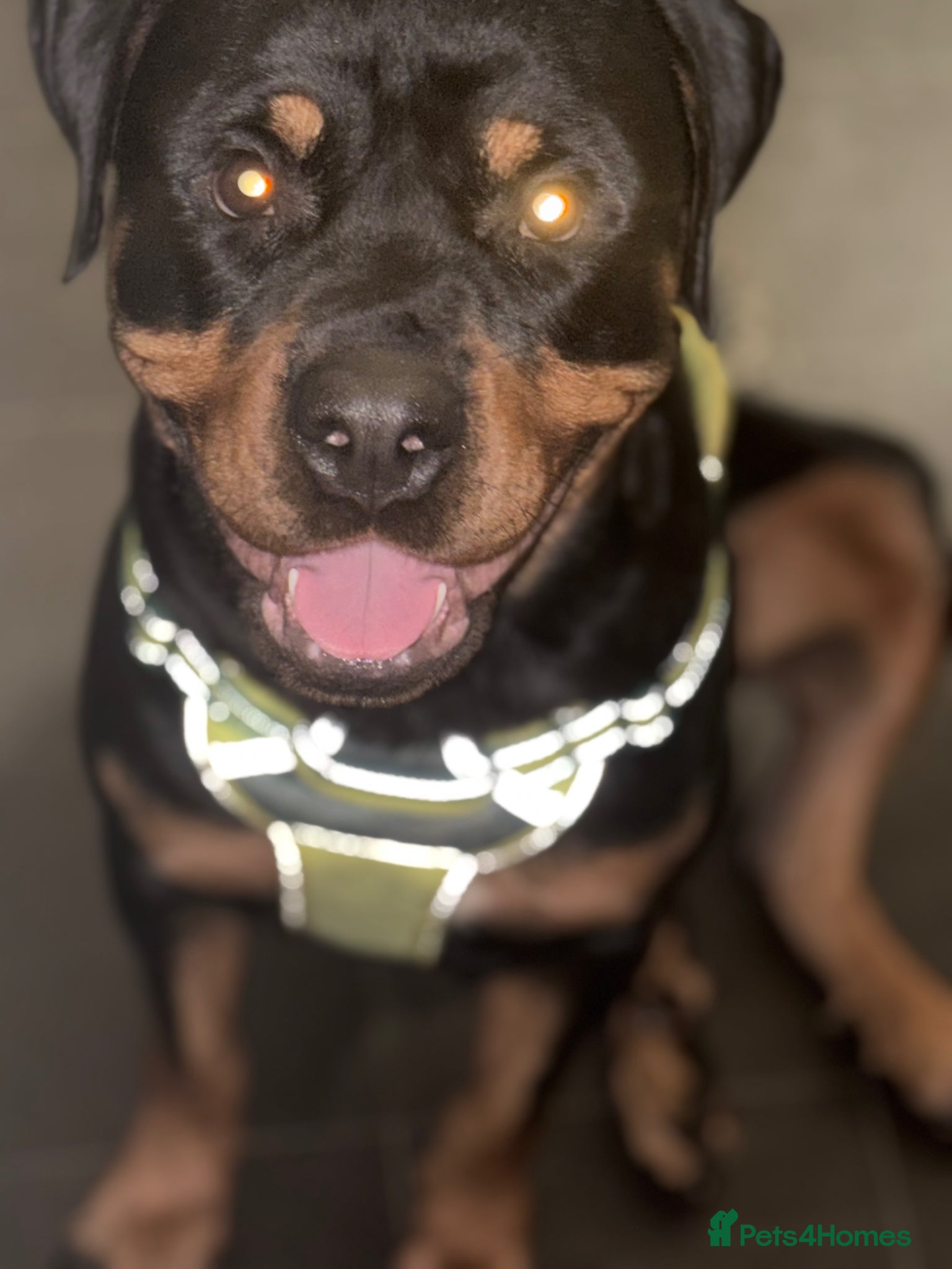Rottweiler dogs Bullet  - Advert 8