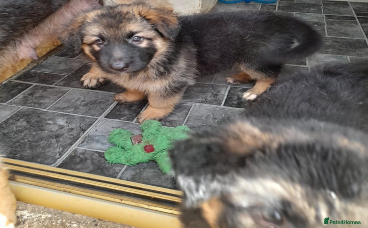 German Shepherd dogs - Advert 6