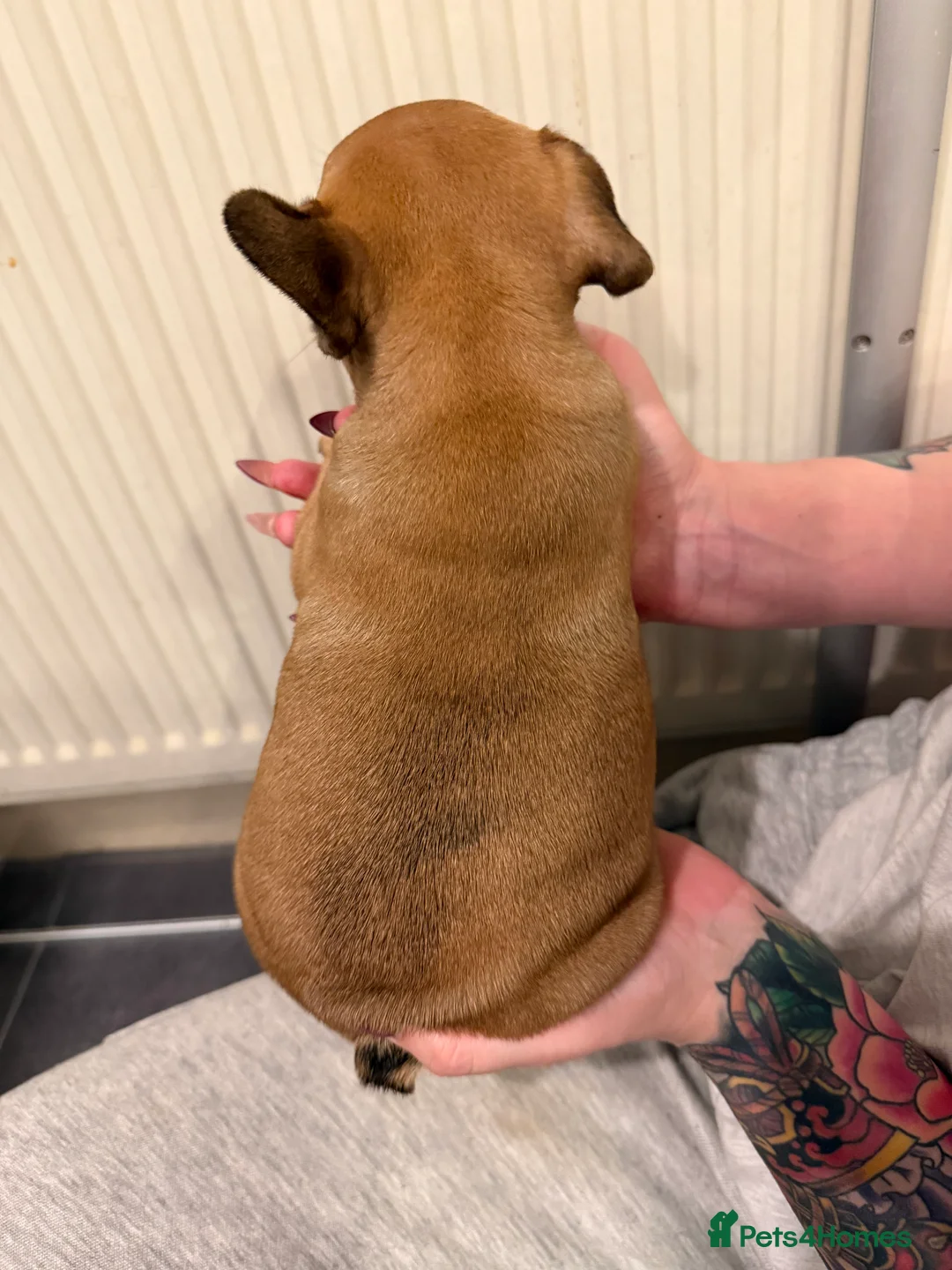 French Bulldog dogs for sale: Multiple colour litters coming in spring 🐶  - Advert 6