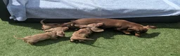 Miniature Dachshund dogs for sale: Mini dachshund  - Advert 10