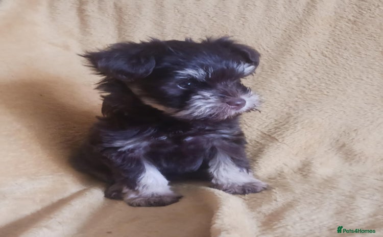 Miniature Schnauzer dogs - Advert 8