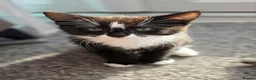 Mixed Breed cats for sale: Beautiful 9 Week Old Mixed Breed Kittens Ready Now - Advert 13