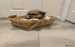 Lhasa Apso dogs for sale: Full bred Lhasa apso puppies  - Advert 9