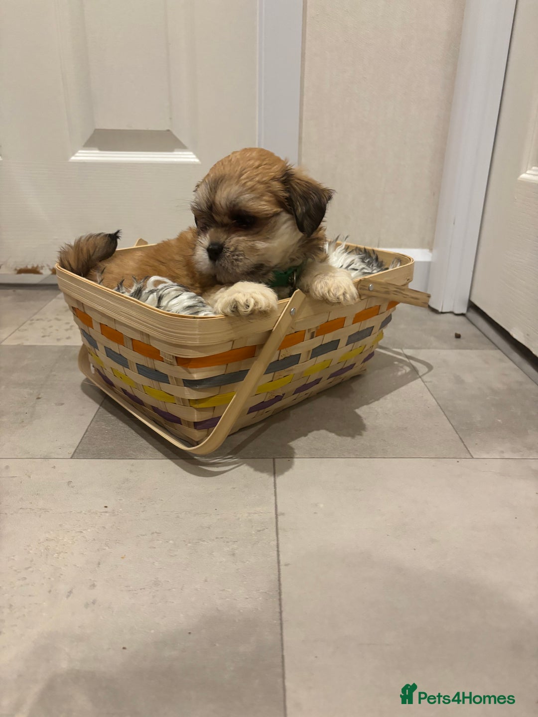 Lhasa Apso dogs for sale: Full bred Lhasa apso puppies  - Advert 9