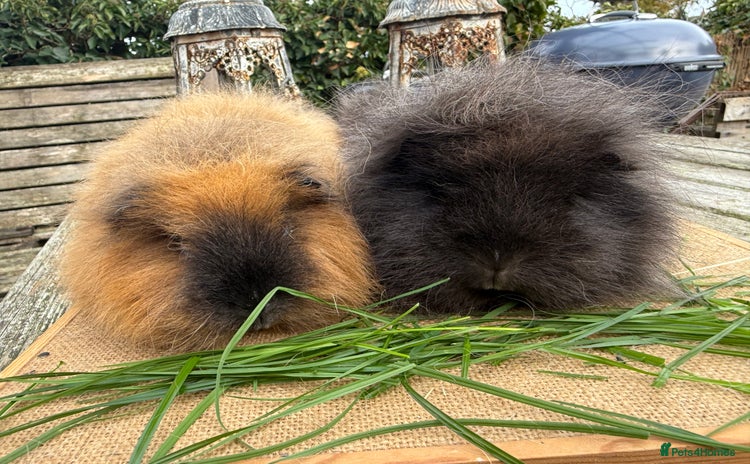 Guinea Pig rodents - Advert 14