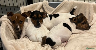Jack Russell dogs - Advert 15