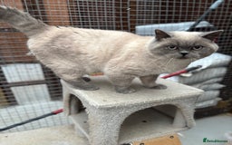 British Shorthair cats for sale: British shorthair GGCF active boy Blue CP  - Image 6