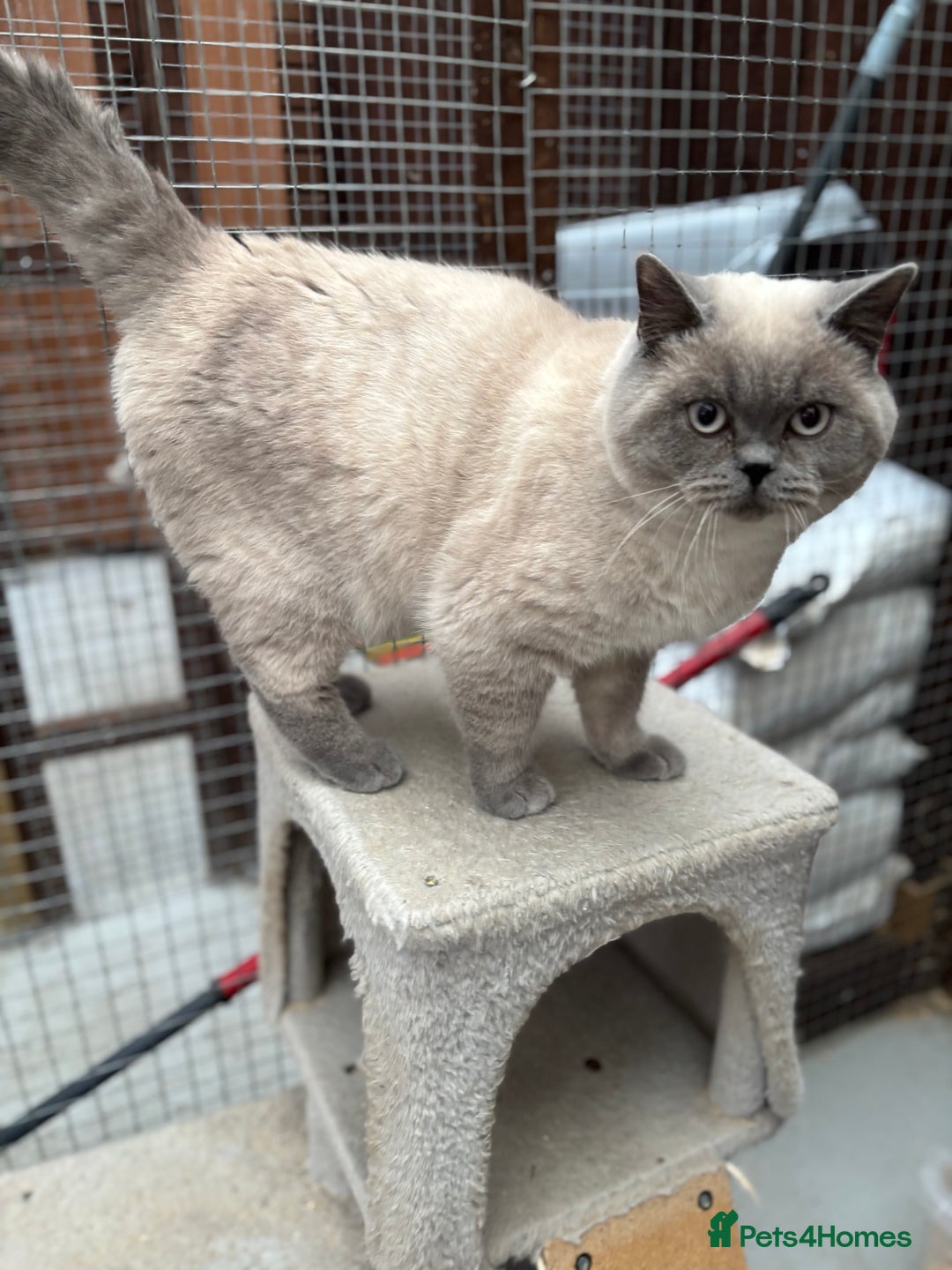 British Shorthair cats for sale: British shorthair GGCF active boy Blue CP  - Image 6